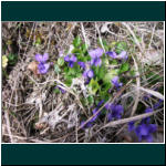 Rheinsteig II 107.jpg